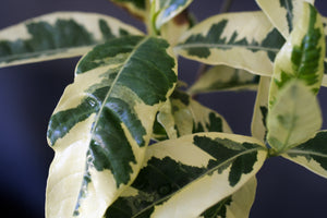 Gardenia jasminoides 'Variegata', glossy evergreen leaves boldly marked in gold
