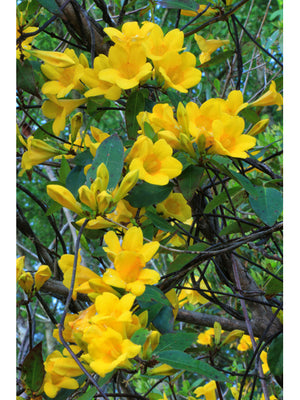 Gelsemium rankinii (swamp jessamine), soft yellow funnel-shaped flowers on a twining native vine