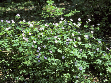 Geranium maculatum