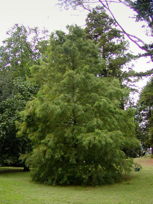 Glyptostrobus pensilis, Chinese swamp cypress, a very rare conifer offered by Woodlanders.