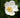 Gordonia lasianthus