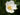 Gordonia lasianthus