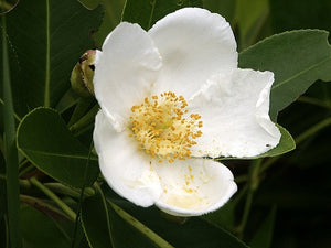Gordonia lasianthus (loblolly bay), pure white golden-throated flower of the native evergreen tree