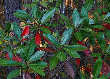 Gordonia lasianthus