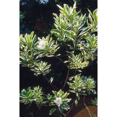 Gordonia lasianthus 'Variegata'