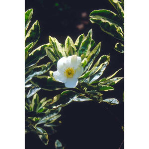 Gordonia lasianthus 'Variegata', glossy loblolly bay leaves edged in creamy ivory