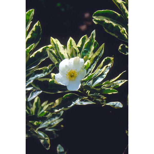 Gordonia lasianthus 'Variegata'