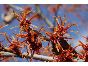 Hamamelis vernalis