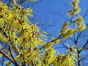 Hamamelis virginiana common witch hazel, spidery yellow late-fall flowers on bare branches.