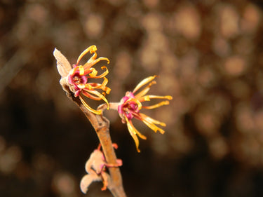 Hamamelis virginiana