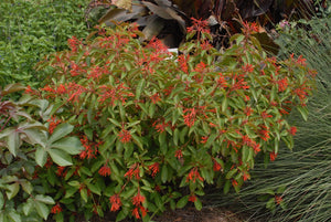Hamelia patens firebush, branch-tip clusters of orange-red tubular flowers.