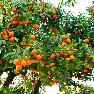 Hamlin sweet orange, round smooth-skinned orange fruit ripening on the tree among glossy green leaves.