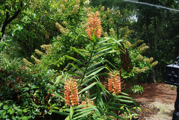 Hedychium coccineum 'Disney'