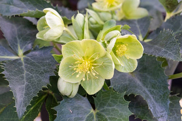 Helleborus argutifolius