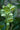 Helleborus argutifolius