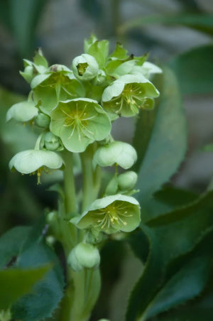 Helleborus argutifolius