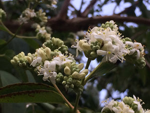 Heptacodium miconioides