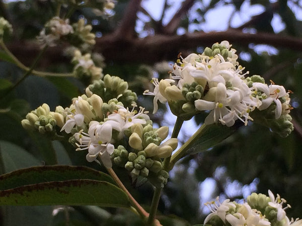 Heptacodium miconioides