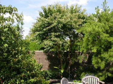 Heptacodium miconioides