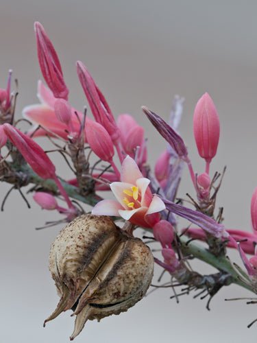Hesperaloe parviflora