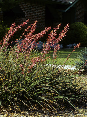 Hesperaloe parviflora red yucca, tall wands of coral-red tubular flowers above a gray-green rosette.