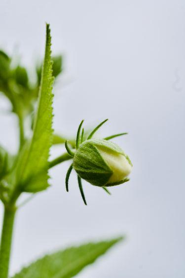 Hibiscus coccineus ‘Lone Star’