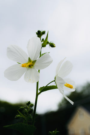 Hibiscus coccineus 'Lone Star', large pure white star-shaped hibiscus flower.