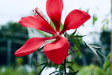Hibiscus coccineus