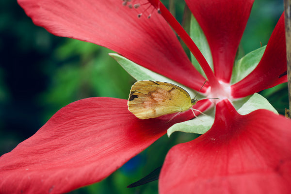 Hibiscus coccineus