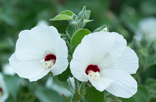 Hibiscus moscheutos