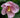 Hibiscus grandiflorus