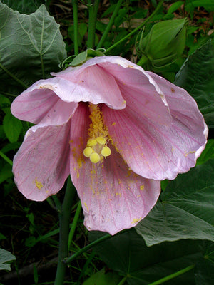 Hibiscus grandiflorus swamp rose mallow, giant soft-pink flower with a crimson eye.