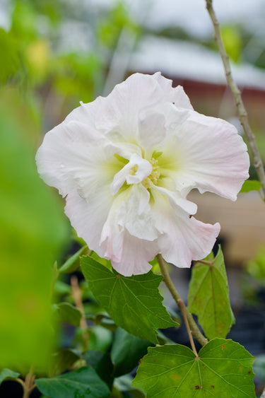 Hibiscus mutabilis 'Plena'