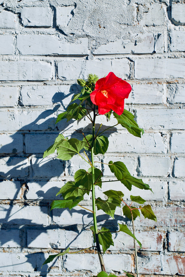 Hibiscus mutabilis 'Rubrum'
