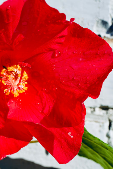 Hibiscus mutabilis 'Rubrum'