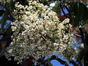 Photinia integrifolia, evergreen photinia, glossy dark green broadleaf foliage.