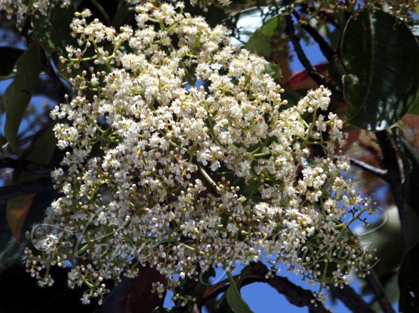 Photinia integrifolia