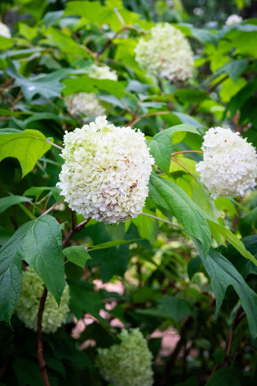 Hydrangea quercifolia 'Harmony'