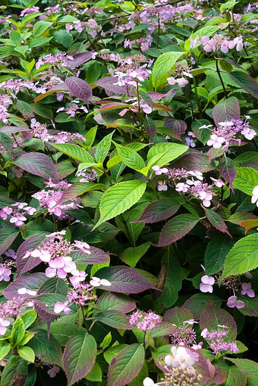 Hydrangea serrata 'Woodlander', a compact mountain hydrangea offered by Woodlanders.