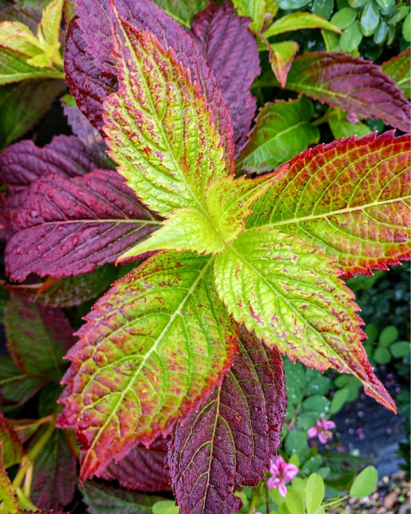 Hydrangea serrata 'Woodlander'