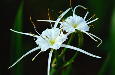 Hymenocallis liriosme