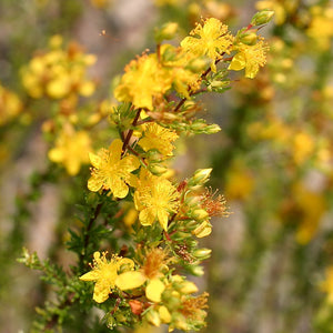 Hypericum reductum, Atlantic St. John's Wort, low heathery evergreen mat studded with small yellow flowers