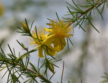Hypericum lissophloeus