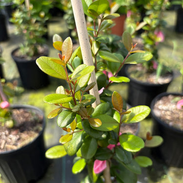 Myrcianthes fragrans 'Geode'