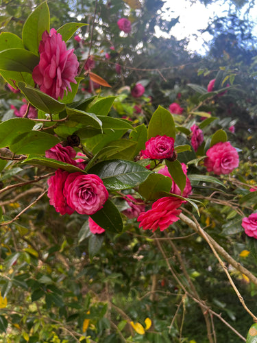 Camellia edithae 'Heimudan'