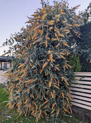 Buddleja madagascariensis, Madagascar butterfly bush, arching panicle of yellow-to-pink flowers over silvery foliage