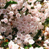 A cluster of pink banded flowers resembling Kalmia latifolia 'Willowwood' in bloom.