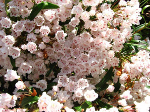 Kalmia latifolia 'Willowwood', mountain laurel, cluster of banded pink flowers in bloom