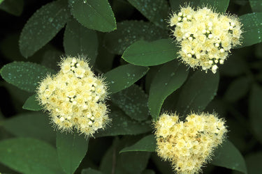 Spiraea virginiana