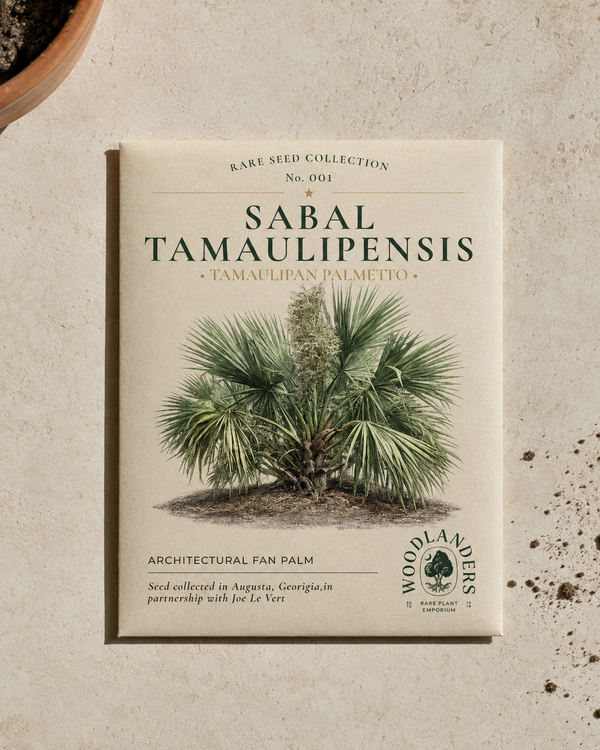 Sabal tamaulipensis